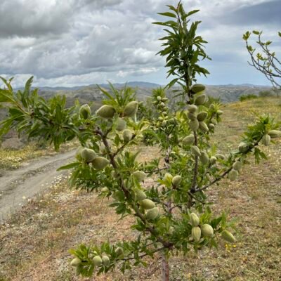 Almendras crudas con piel ecológicas regenerativas. Variedad marcona
