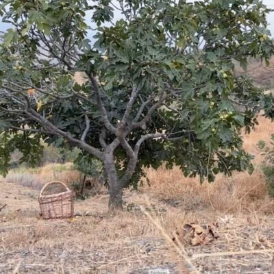 Higos secos ecológicos regenerativos